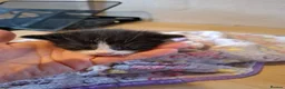 Mixed Breed cats for sale: 4 Black and White Kittens - Advert 10
