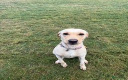 Labrador Retriever dogs for sale: 18 month old female labrador - Image 8