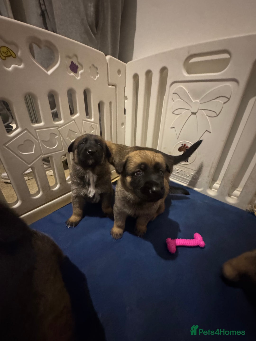 Mixed Breed dogs for sale: 8 Belgian Malinois & German Shepherd Puppies - Image 7