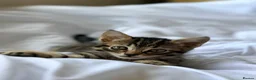 Mixed Breed cats for sale: 3 tabby kittens for sale - Advert 3