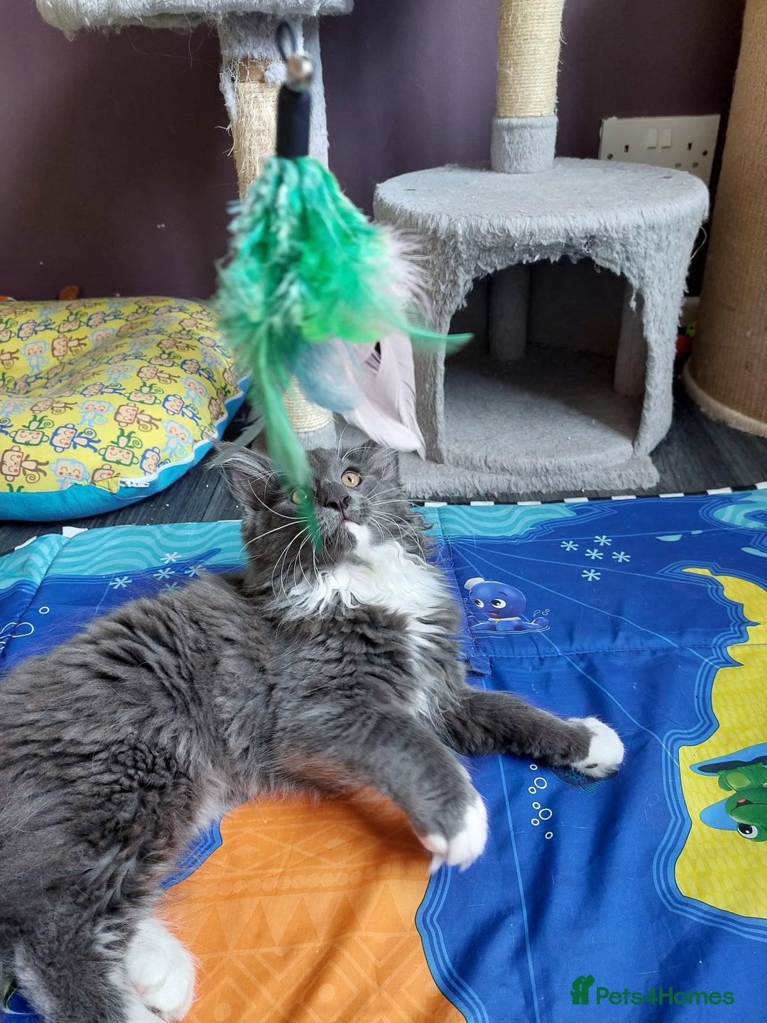 Norwegian Forest Cat cats for sale: GCCF PEDIGREE NORWEGIAN FOREST KITTEN READY NOW! - Image 2
