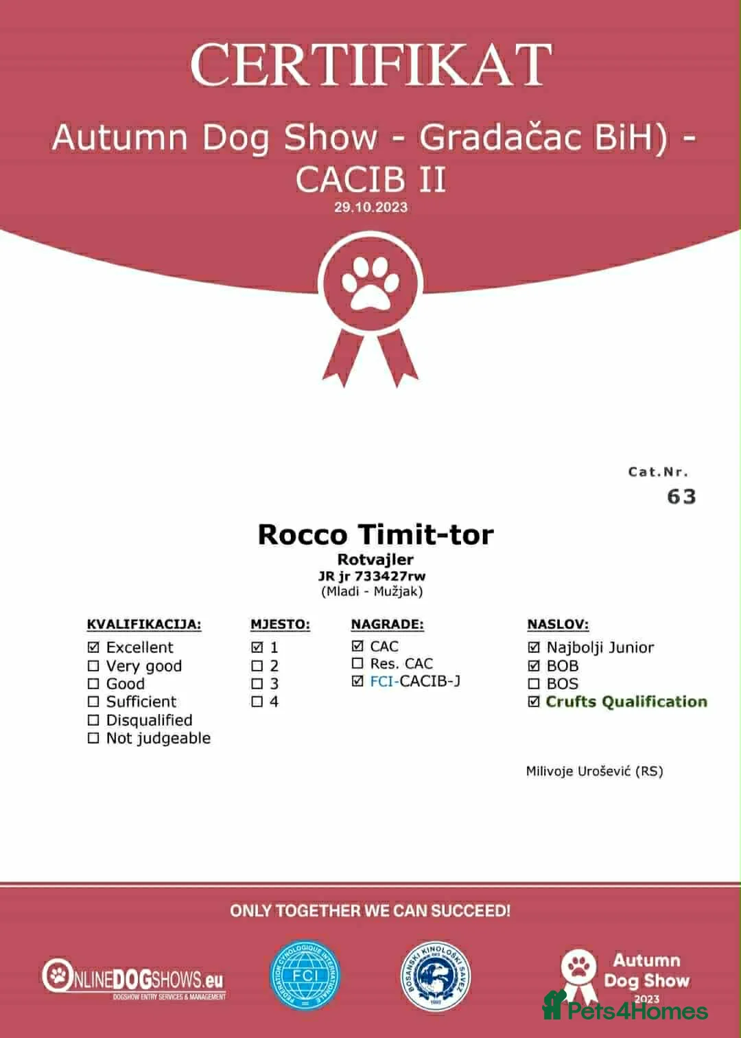 Rottweiler dogs for sale: Top quality kc pups for sale timitor X edelstein - Advert 32