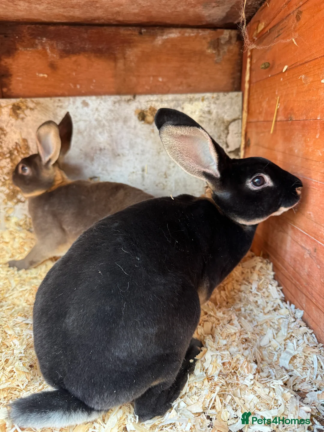 Rex rabbits for sale: Rex bucks  - Advert 5