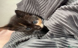 Mixed Breed cats for sale: Delightful mix-breed Siamese-black tabby-kittens - Image 6