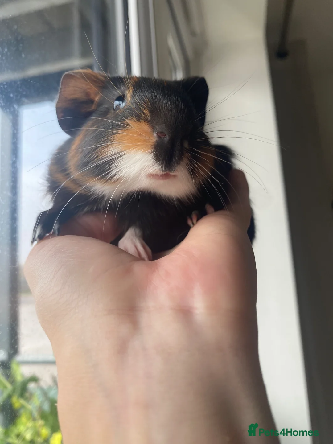 Guinea Pig rodents for sale: 2 male baby Guinea pigs  - Advert 20