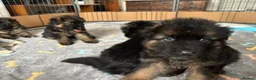 German Shepherd dogs for sale: Stunning GSD working line puppies  - Advert 25