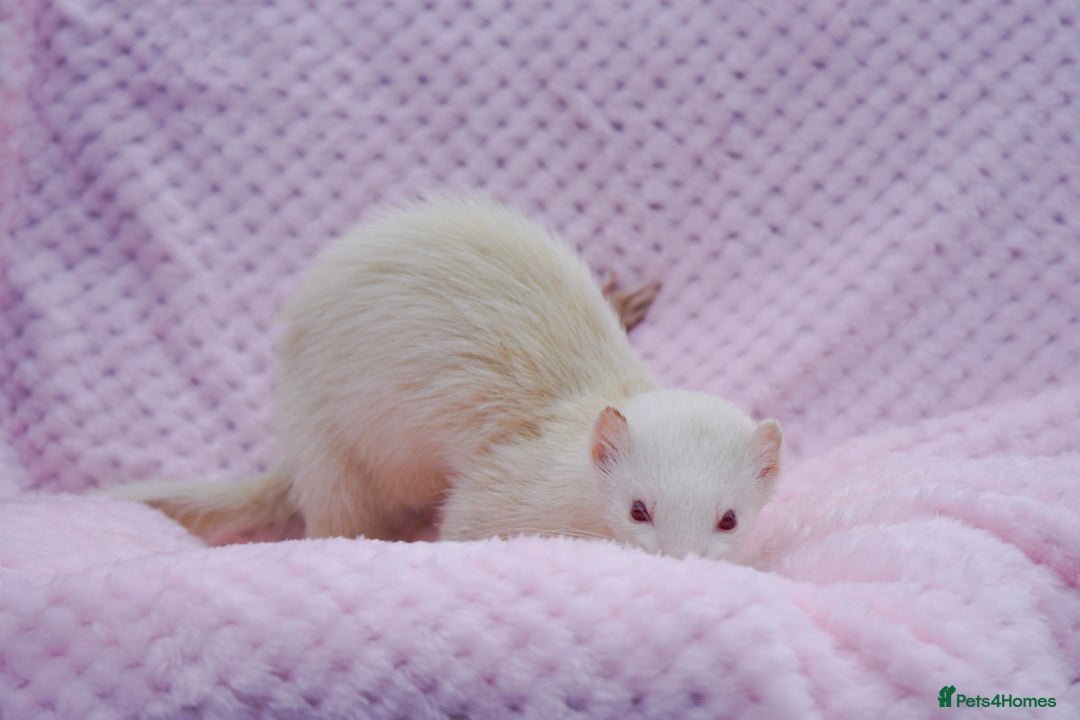 Ferret rodents for sale: Albino ferret kits  - Image 13