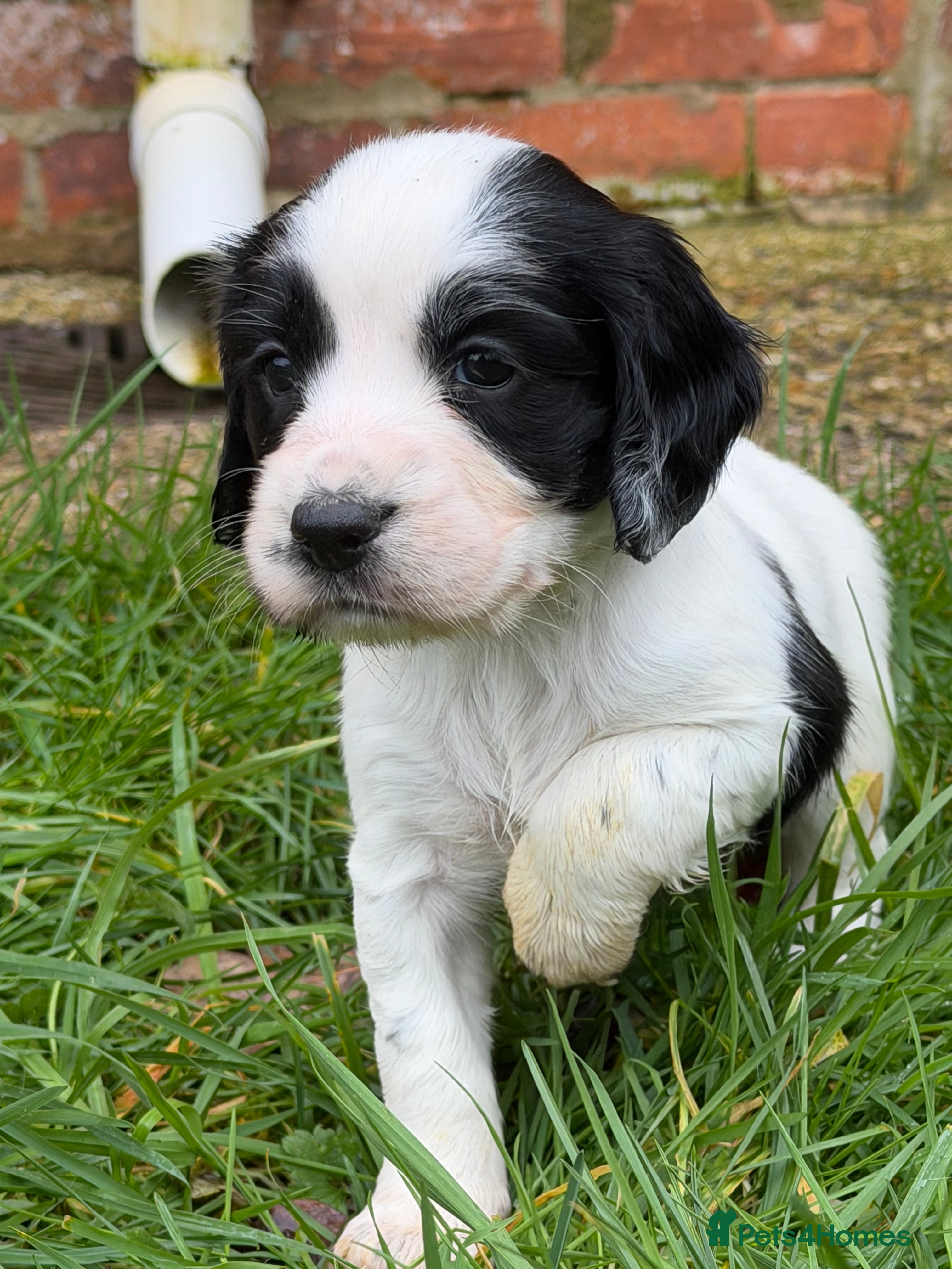 Sprocker dogs 1 BITCH LEFT Sprocker puppies - Advert 1