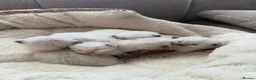Ragdoll cats for sale: 5 Stunning Ragdoll dolls  - Advert 16