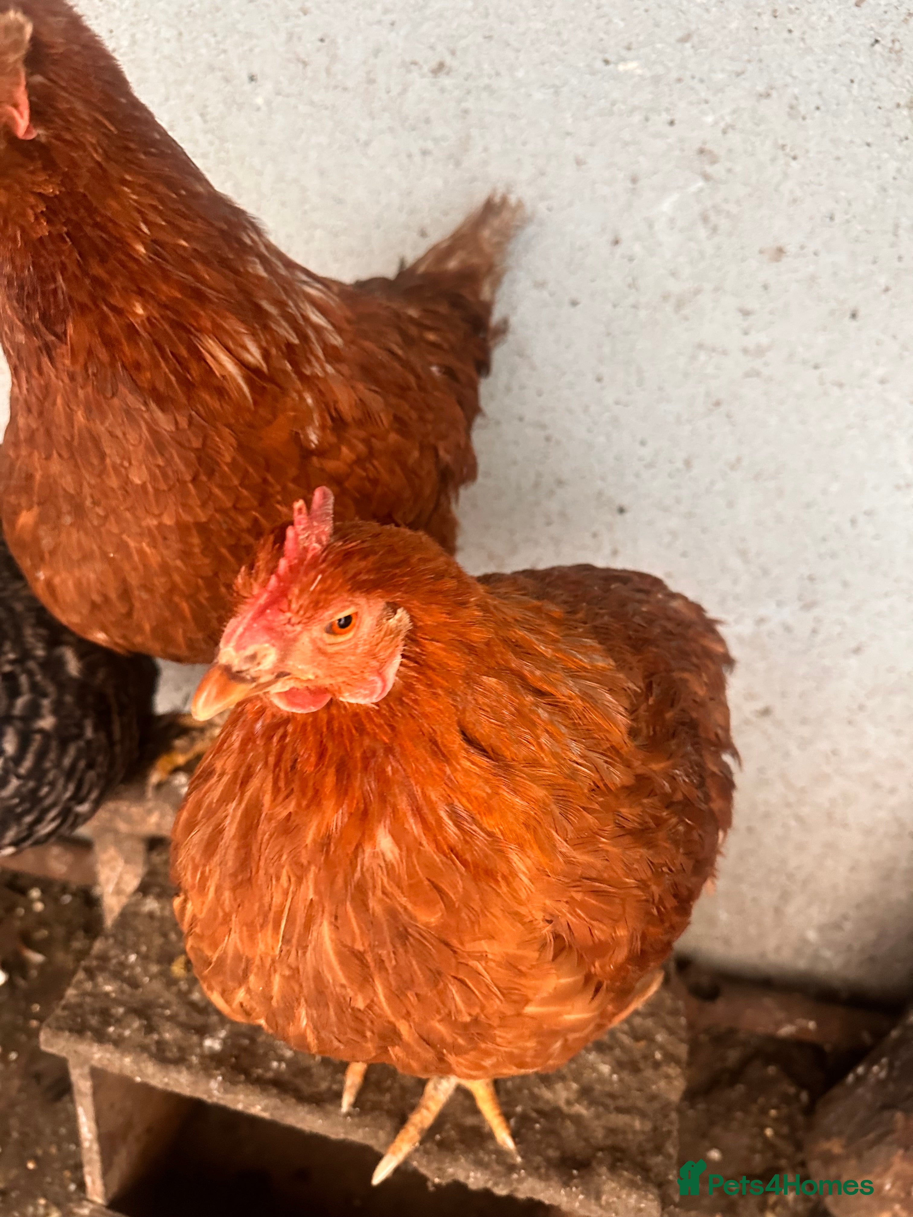 Chickens poultry 🐔 Two Healthy Hens for Sale 🐔 - Advert 2