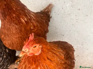 Chickens poultry 🐔 Two Healthy Hens for Sale 🐔 - Advert 2