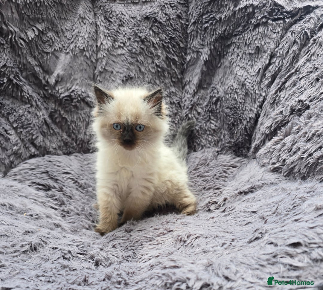 Ragdoll cats for sale: GCCF registered ragdoll kittens. in Grimsby - Image 4