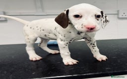 Dalmatian dogs for sale: 🐶 Stunning Dalmatian Puppies – Ready - Image 6