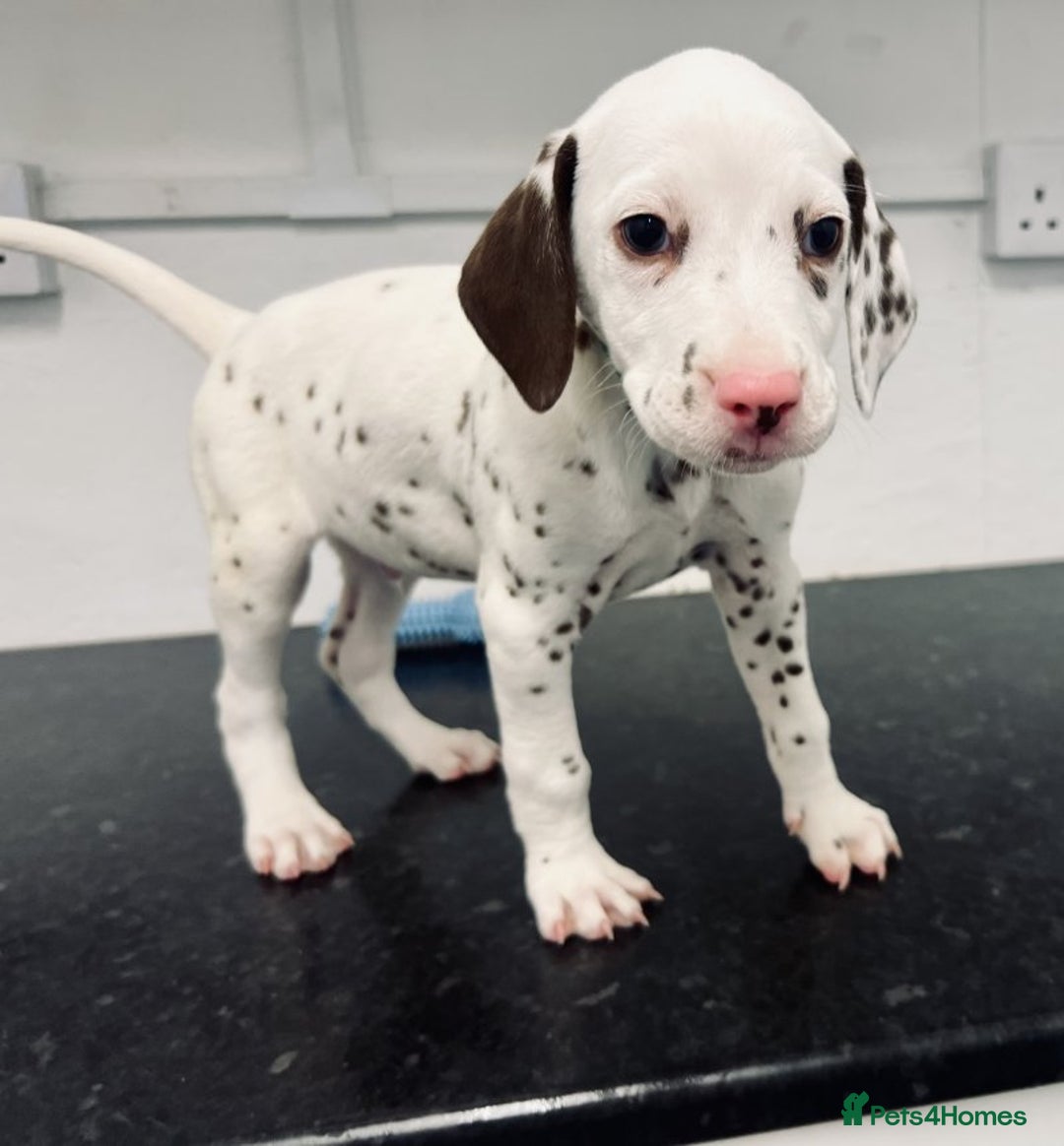 Dalmatian dogs for sale: 🐶 Stunning Dalmatian Puppies – Ready - Image 6
