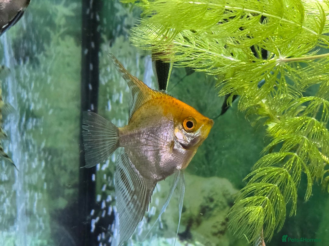 Angelfish fish for sale: All fish 100£ - Image 4