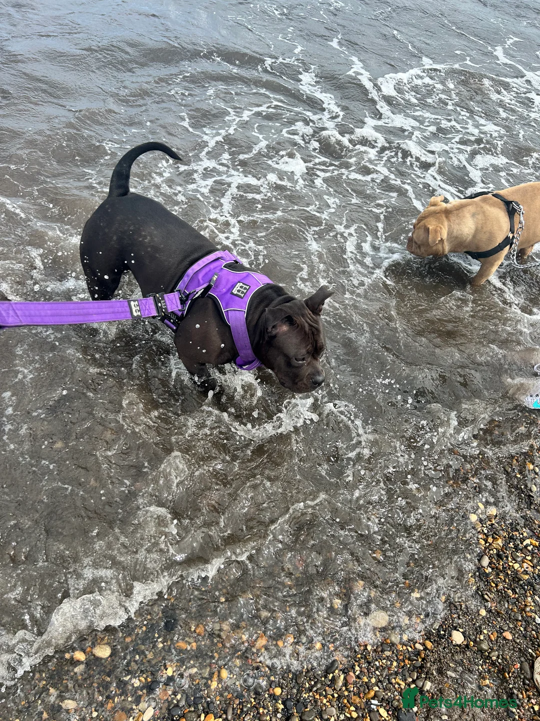 American Bully dogs for sale: Needs a genuine loving home..  in Peterlee - Advert 6