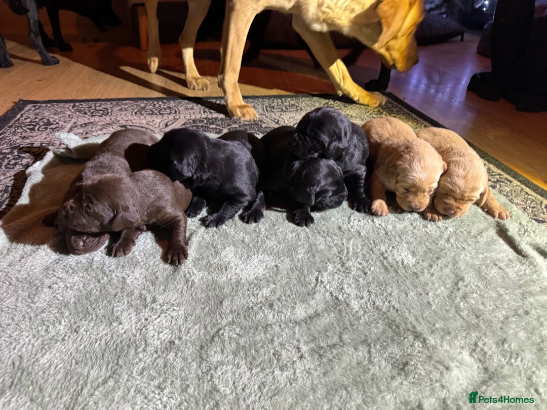 Labrador Retriever dogs for sale: KC Registered Labrador Retriever Puppies - Advert 19