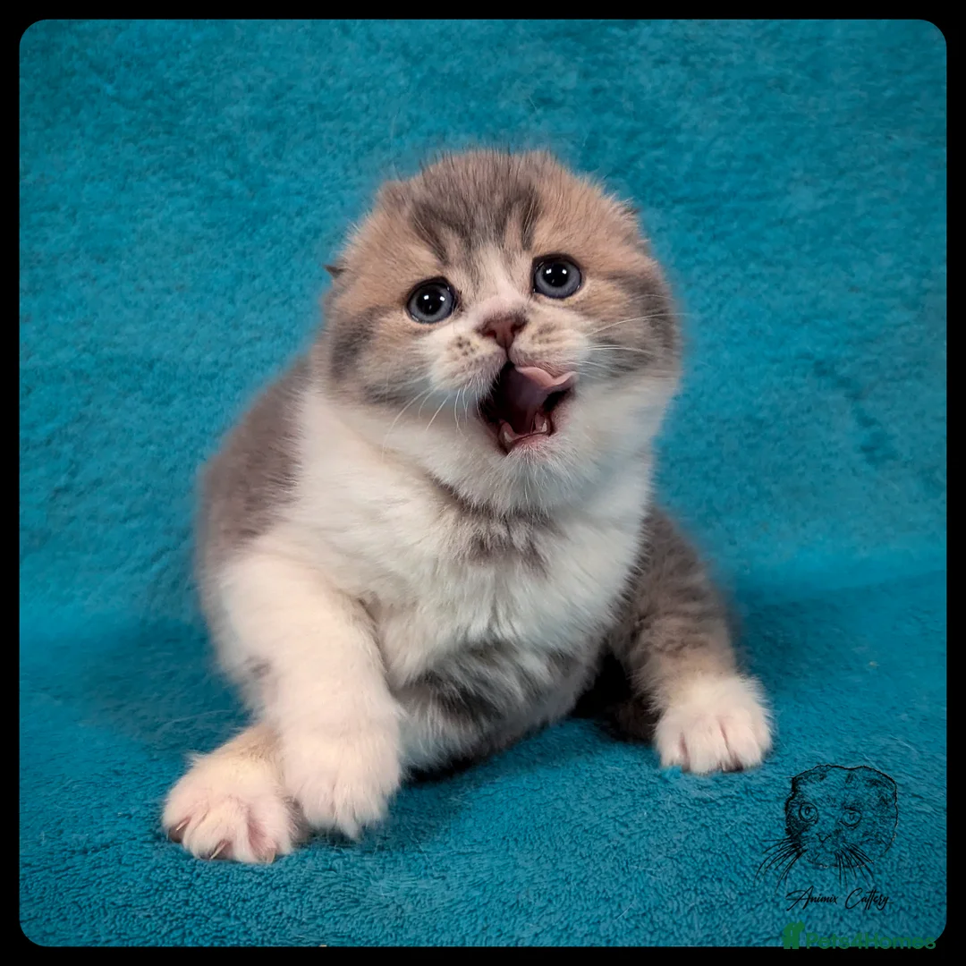 Scottish Fold cats for sale: TICA Registered Scottish kittens - Advert 20