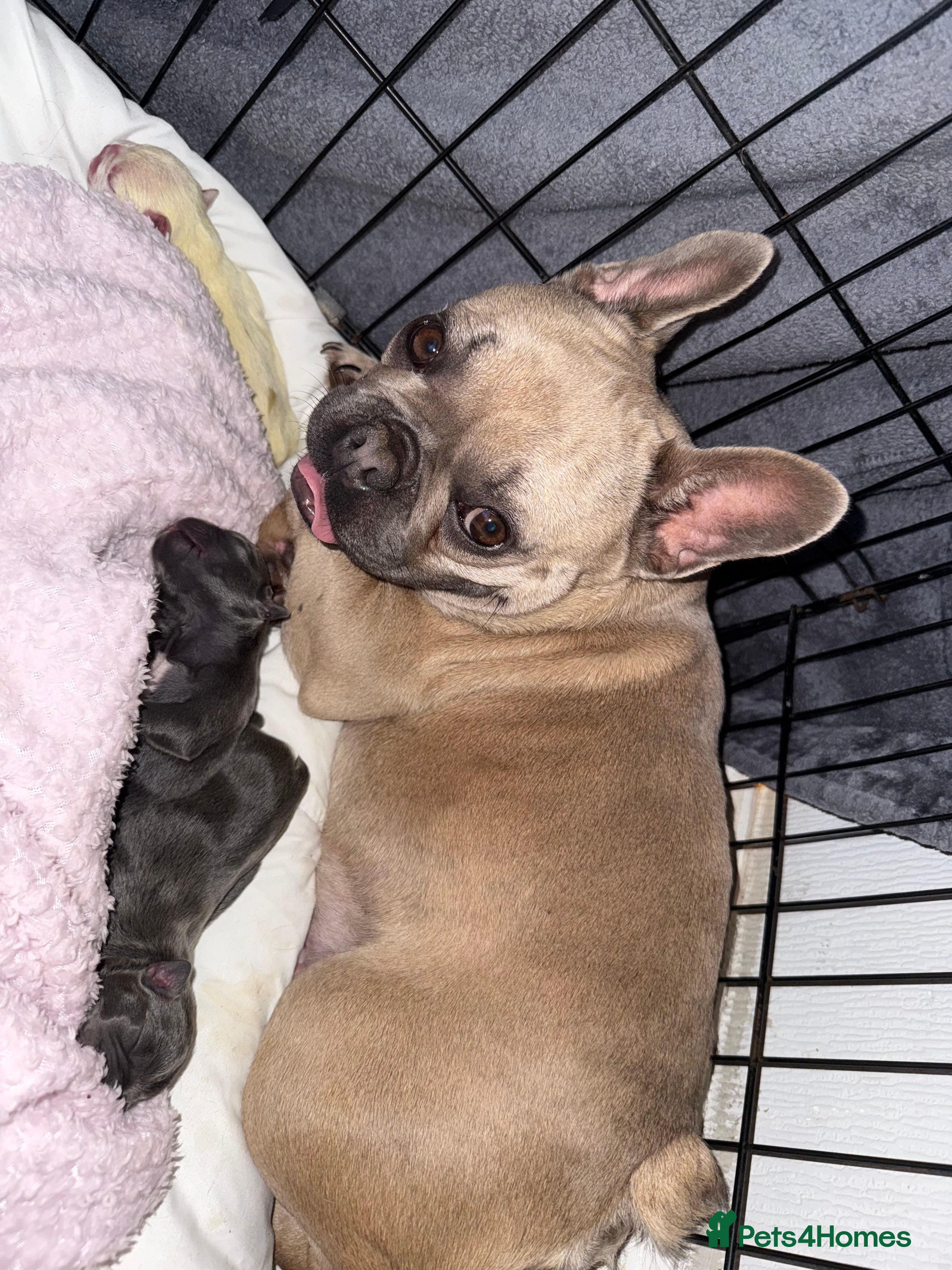 French Bulldog dogs Puppy frenchies for sale!! - Advert 13