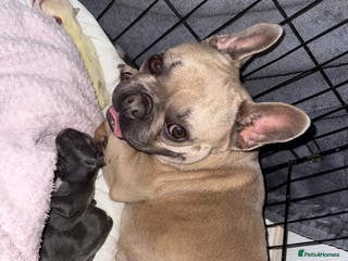 French Bulldog dogs Puppy frenchies for sale!! - Advert 15