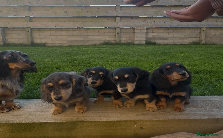 Miniature Dachshund dogs - Advert 11