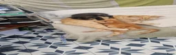 Mixed Breed cats for sale: 6 little kitens(2 boys and 4 girls) - Advert 4