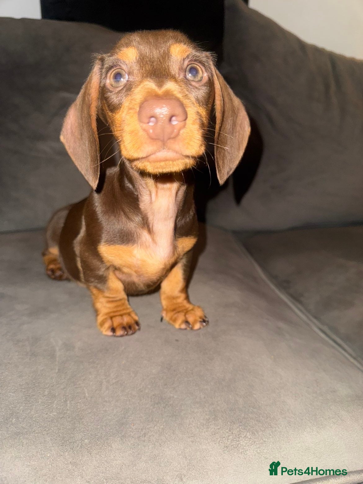 Dachshund dogs One male chocolate and tan dachshund - Advert 1