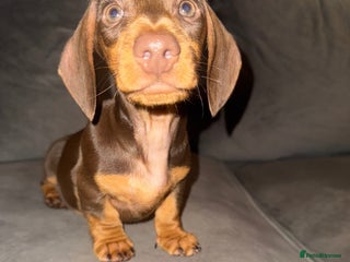 Dachshund dogs One male chocolate and tan dachshund - Advert 7