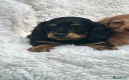 Miniature Dachshund dogs for sale: Beautiful long haired miniature dachshund puppies  - Image 6