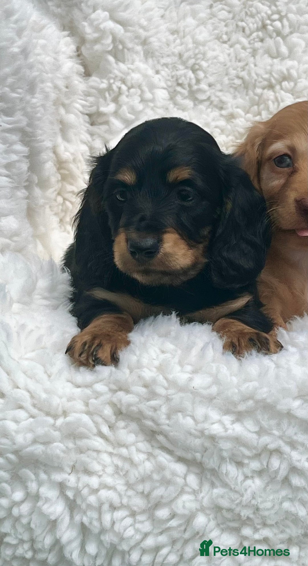 Miniature Dachshund dogs for sale: Beautiful long haired miniature dachshund puppies  - Image 6