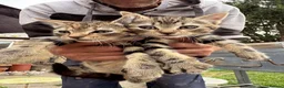 Mixed Breed cats for sale: Two beautiful and playful tabby kittens for sale! in Wisbech - Advert 1