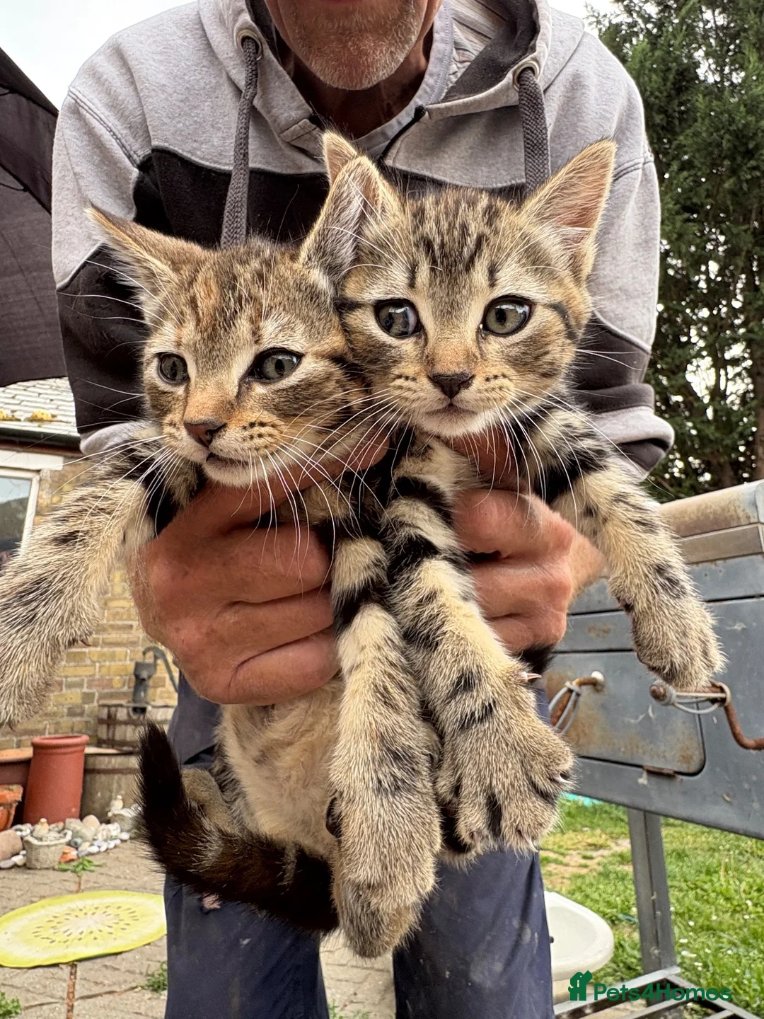Mixed Breed cats for sale: Two beautiful and playful tabby kittens for sale! in Wisbech - Advert 1