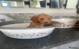 Cavapoo dogs for sale: Toy apricot Cavapoo puppies toy poodle - Image 8