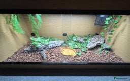 Lizard reptiles for sale: Argentine Black and White Tegu - Image 4