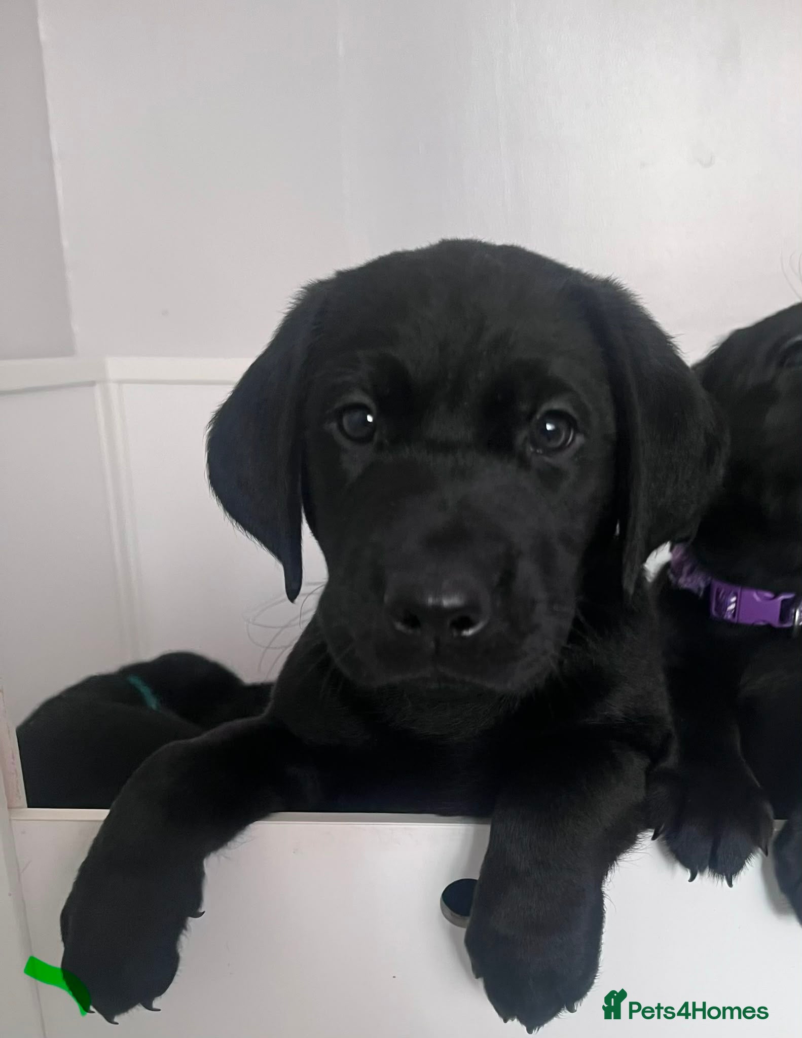 Labrador Retriever dogs READY NOW! Beautiful KC Labrador Puppies - Advert 2