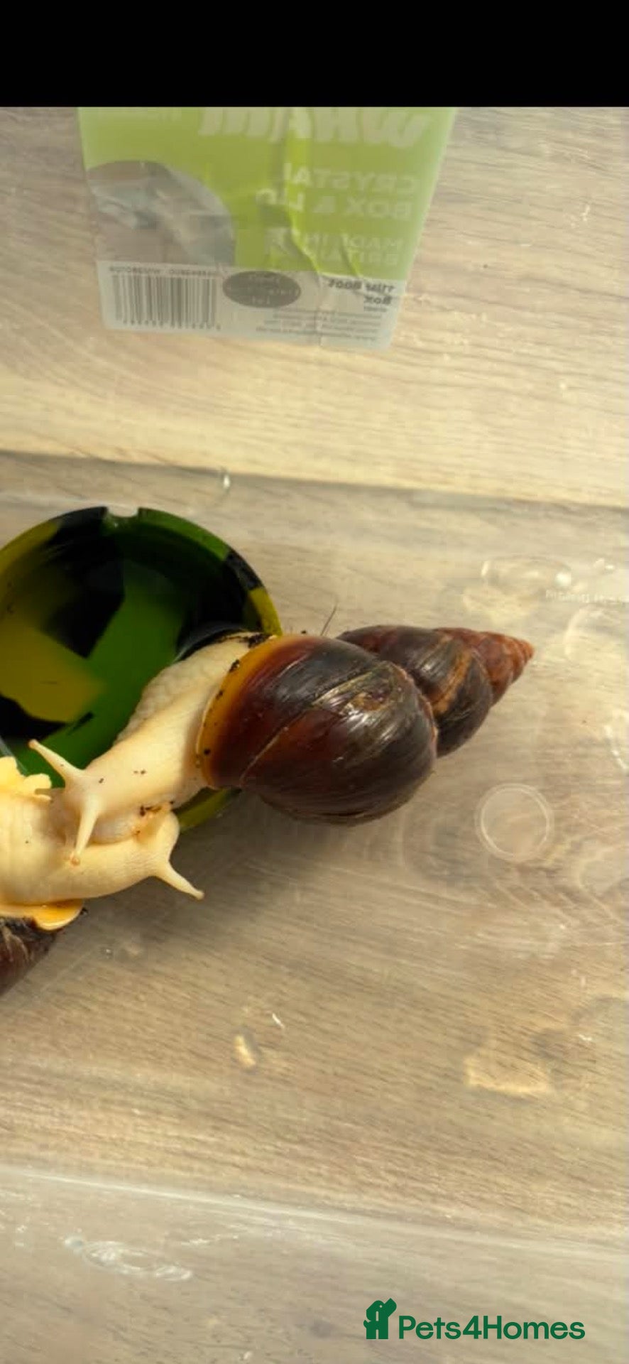Mixed Breed reptiles for sale: 2 giant african land snails  - Advert 2