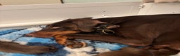 Dobermann dogs for sale: KC reg dobermann puppies health tested parents  - Advert 10