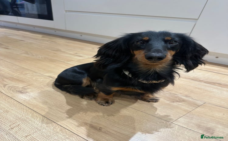 Dachshund dogs 1 year old male looking for forever home  - Advert 2