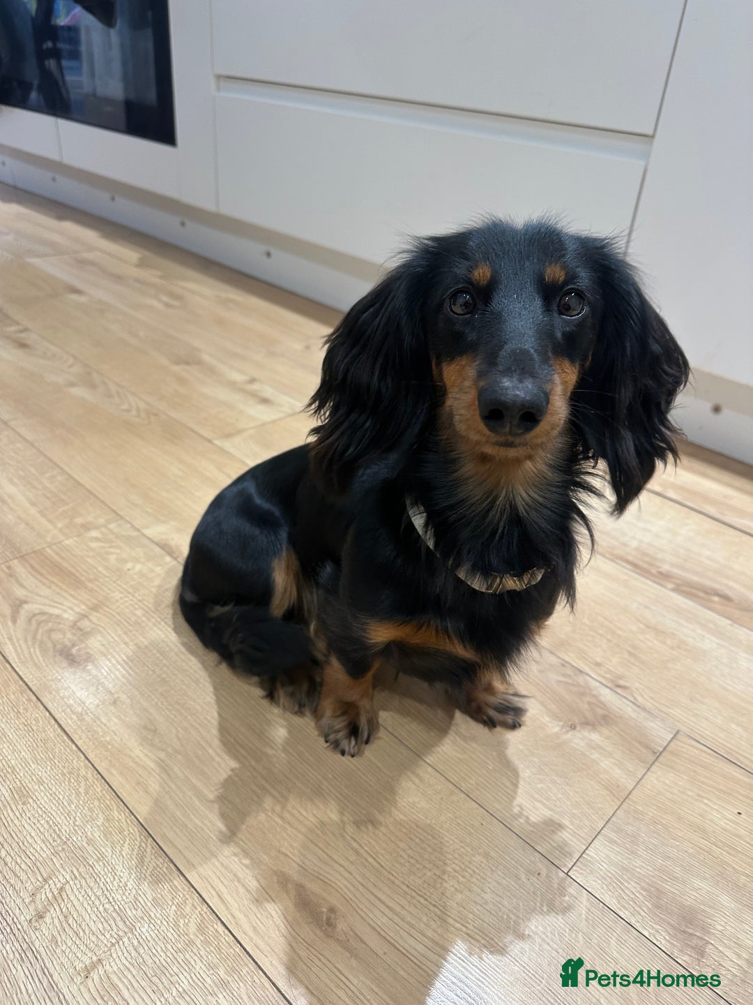 Dachshund dogs for sale: 1 year old male looking for forever home  - Advert 1