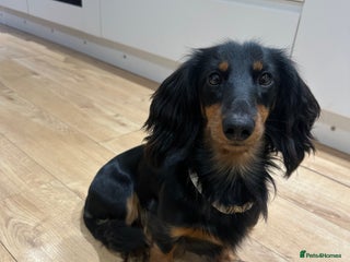 Dachshund dogs 1 year old male looking for forever home - Advert 9
