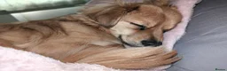 Mixed Breed dogs for adoption: Fluffy Comet in Peterborough - Advert 3