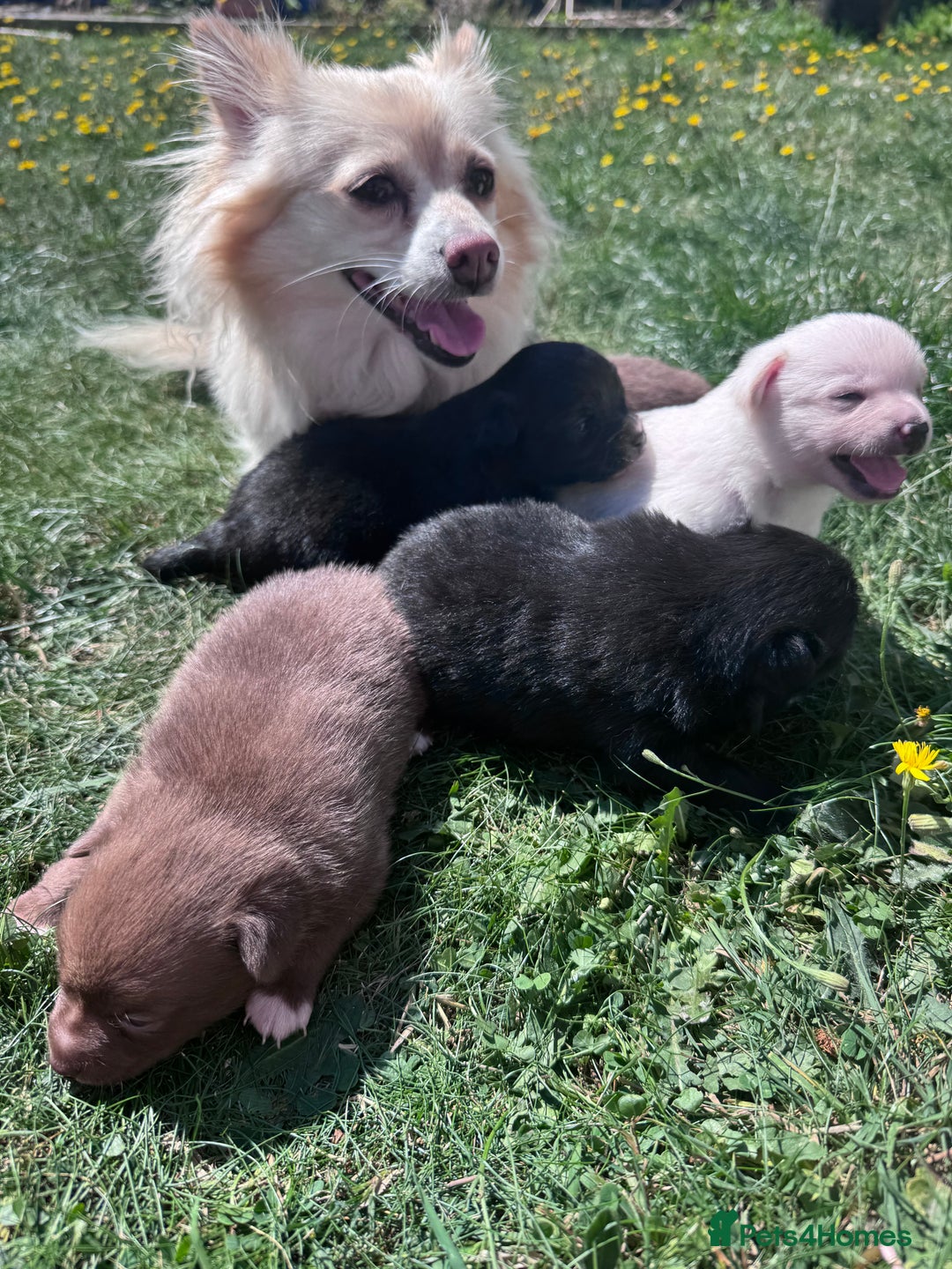 Pomchi dogs for sale: 💖 Beautiful Pomchi Pups 💖 - Image 5