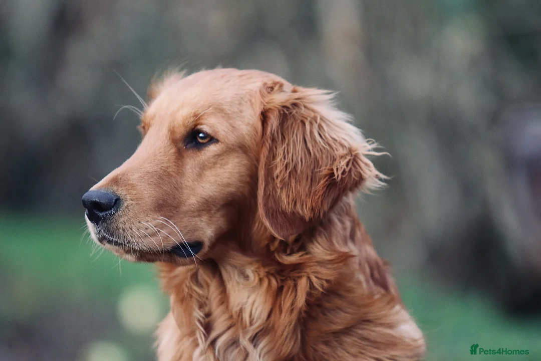 Golden Retriever dogs for stud: KC Working Golden Retriever 0/0 hips, clear DNA  in Halstead - Advert 8