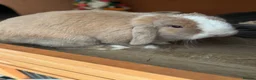 Mini Lop rabbits for sale: Purebred Mini Lop Buck 💙 - Advert 4