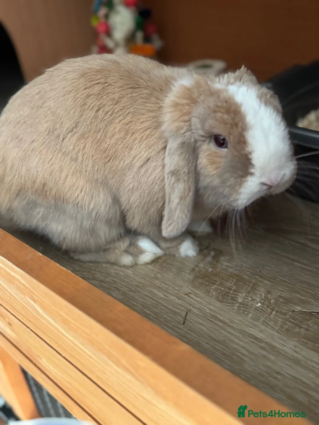 Mini Lop rabbits for sale: Purebred Mini Lop Buck 💙 - Advert 4