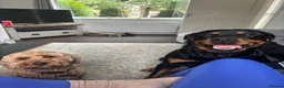 Rottweiler dogs for sale: Loving Rottweiler  - Advert 6