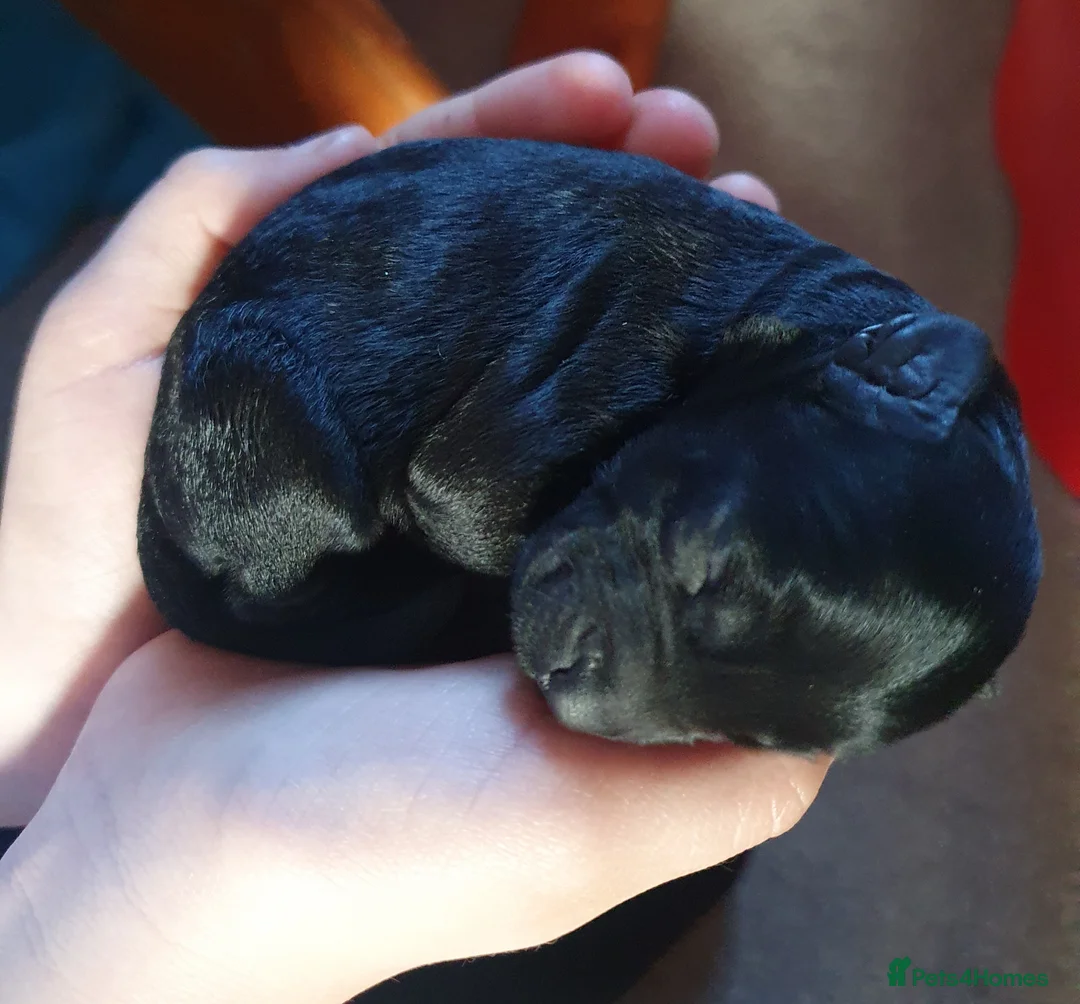 Kerry Blue Terrier dogs for sale: Kerry blue terrier puppies - Advert 7