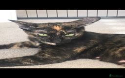 Sphynx cats for sale: Beautiful Sphynx x oriental kittens  - Image 3