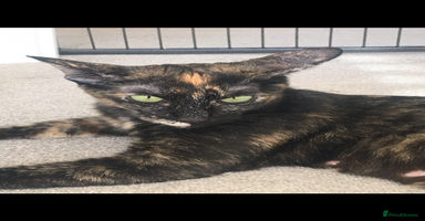 Sphynx cats - Advert 15