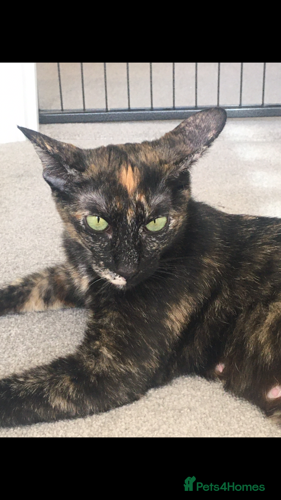 Sphynx cats for sale: Beautiful Sphynx x oriental kittens  - Image 3